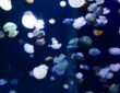 Phantom Jellyfish discovery