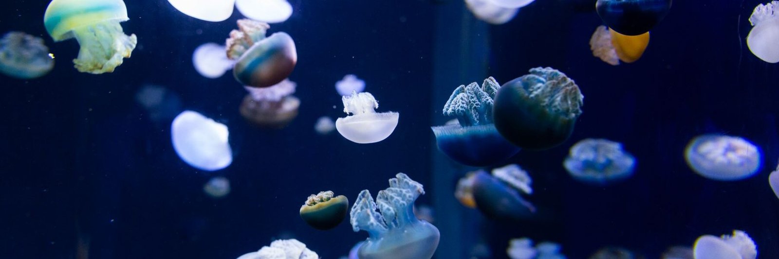 Phantom Jellyfish discovery