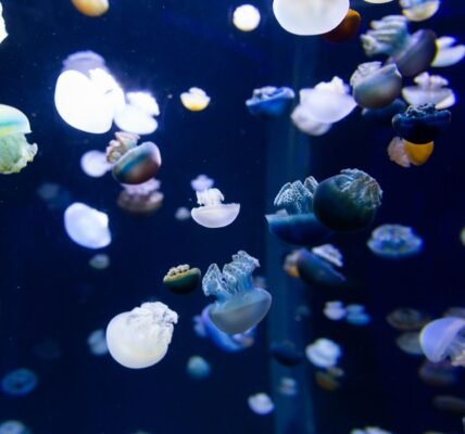Phantom Jellyfish discovery