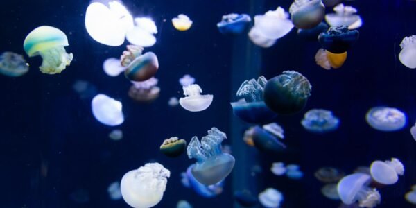 Phantom Jellyfish discovery