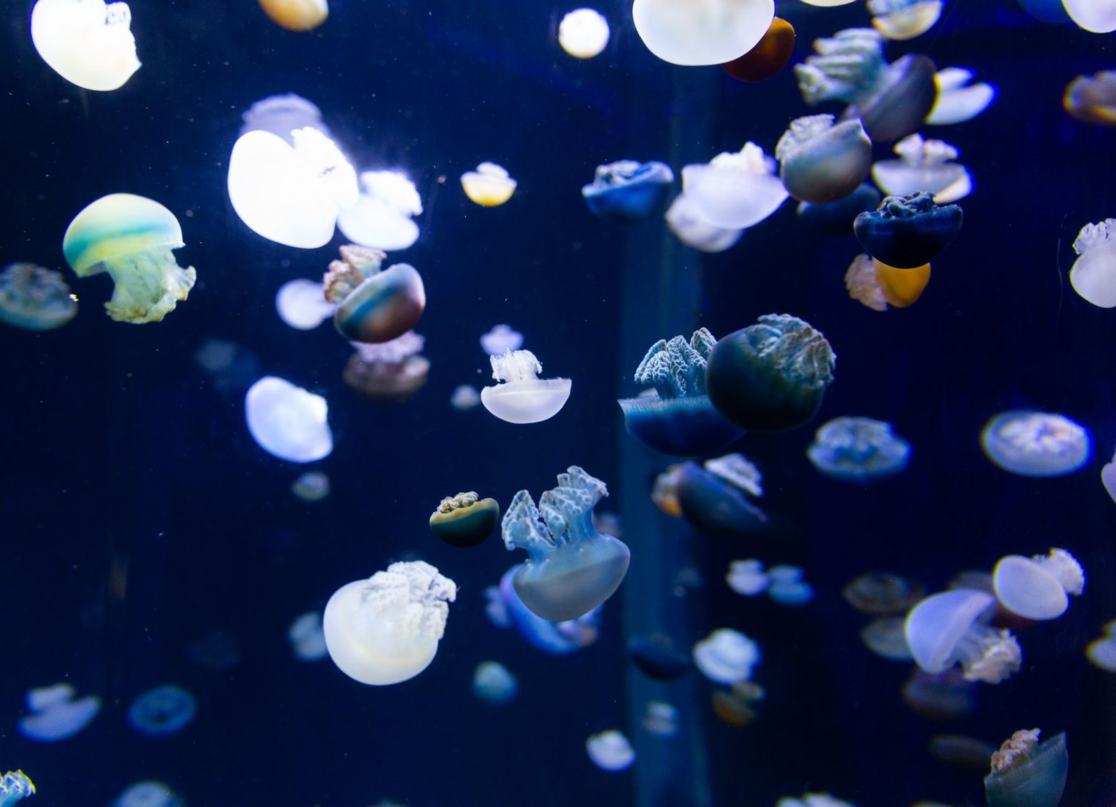 Phantom Jellyfish discovery