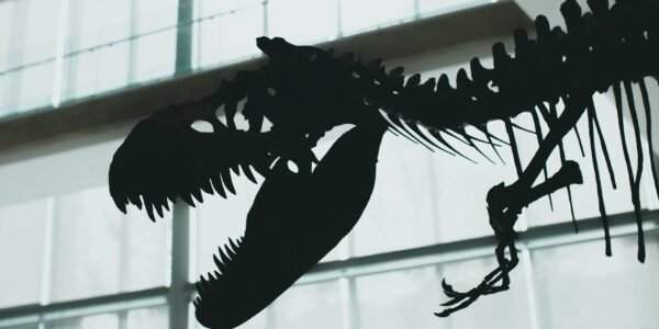 T. rex cousin fossil
