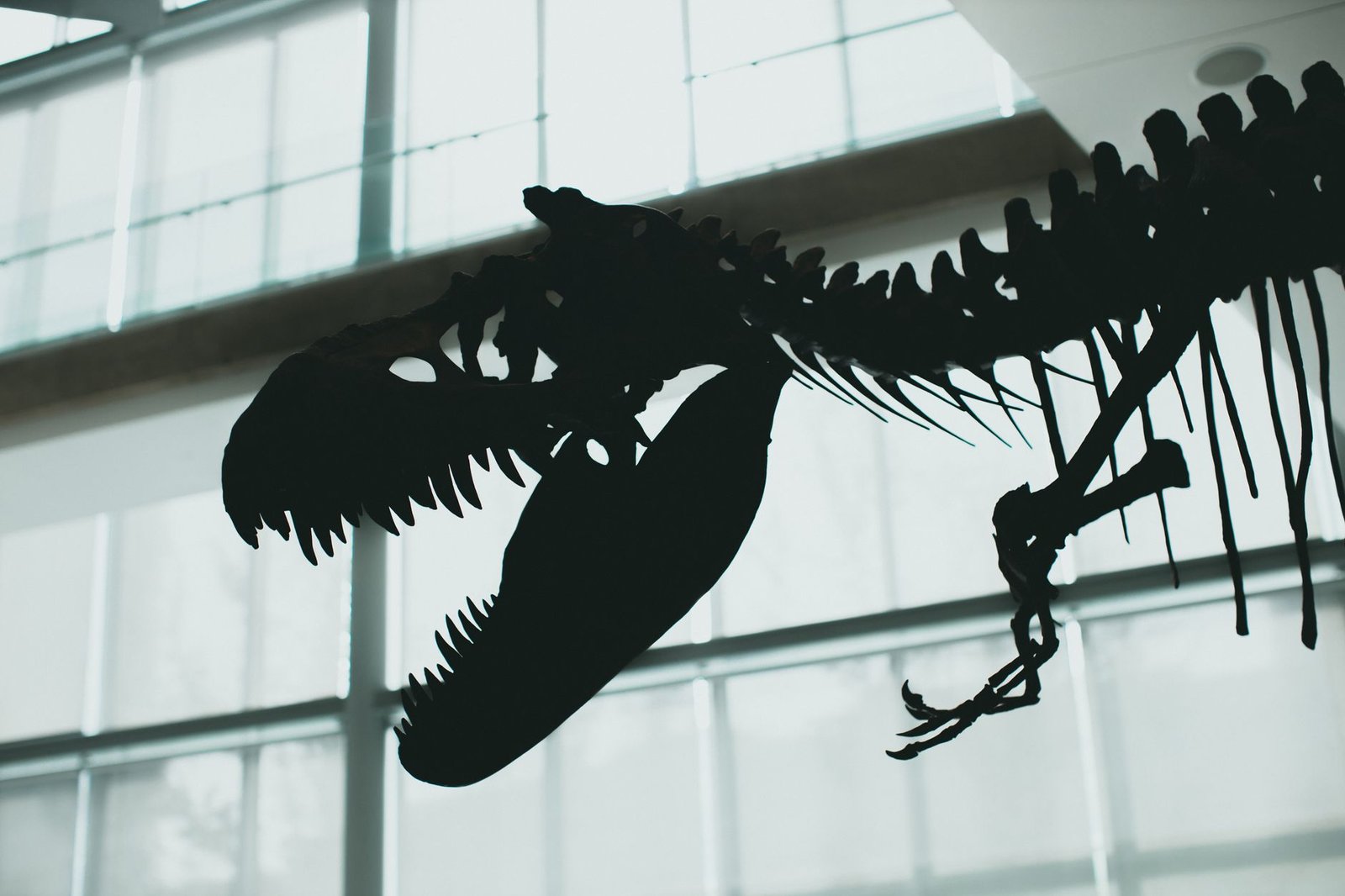T. rex cousin fossil